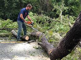 Best Tree Trimming and Pruning  in Reminderville, OH